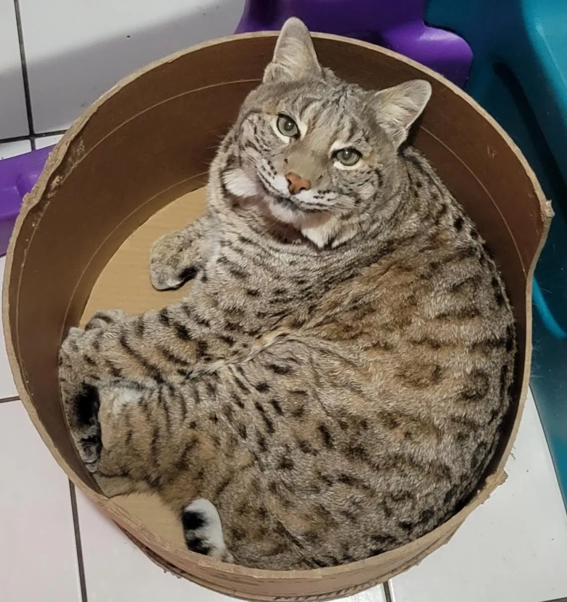 1772110127-Nancy Rivers-Bobby the Bobcat in sonotube.webp